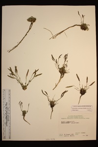 Boechera pygmaea image